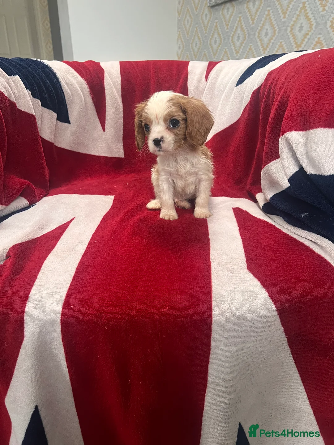 Cavalier King Charles Spaniel dogs for sale: King Charles spaniels kc registered  - Advert 10