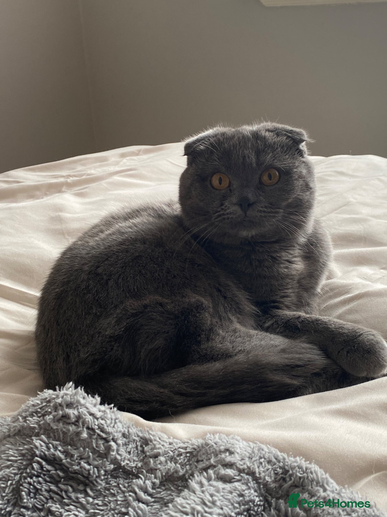 British Shorthair cats scottish fold looking for male stud - Advert 1
