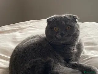British Shorthair cats scottish fold looking for male stud - Advert 1