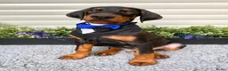 Dobermann dogs for sale: *KC REGISTERED* HEALTH TESTED DOBERMAN PUPPIES - Advert 7