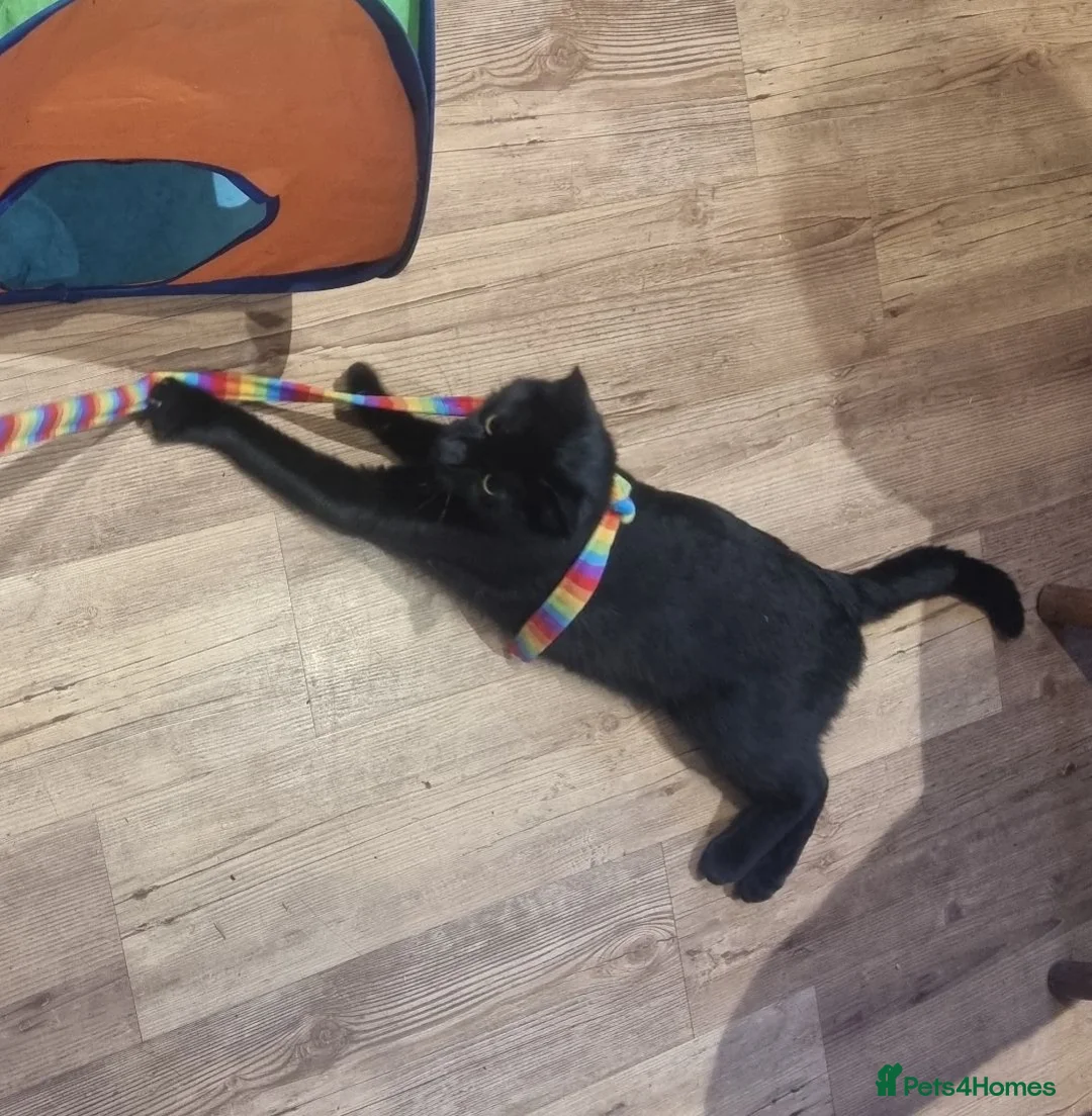 Mixed Breed cats for sale: STUNNING SILVER KITTEN - Advert 1