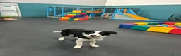 Border Collie dogs for sale: Freddy our 9 month collie in Gloucester - Advert 2