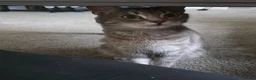 Mixed Breed cats for sale: Beautiful male kittens looking for forever home in Glastonbury - Advert 10