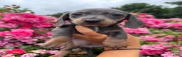 Miniature Dachshund dogs for sale: REDUCED STUNNING MINIATURE DACHSHUNDS - Advert 9