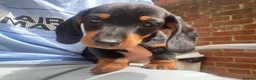 Dachshund dogs for sale: Dachund for sale poringland norwich - Advert 2