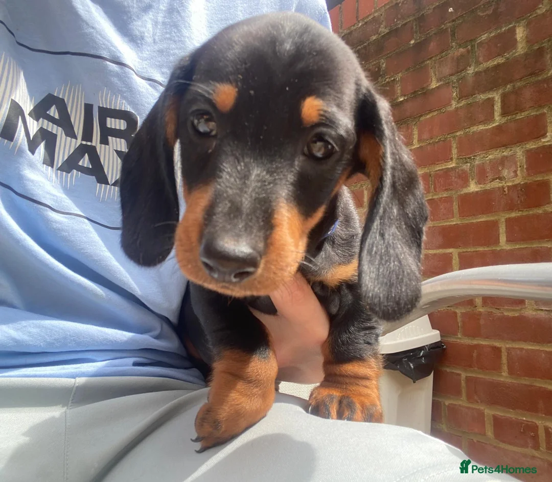 Dachshund dogs for sale: Dachund for sale poringland norwich - Advert 2