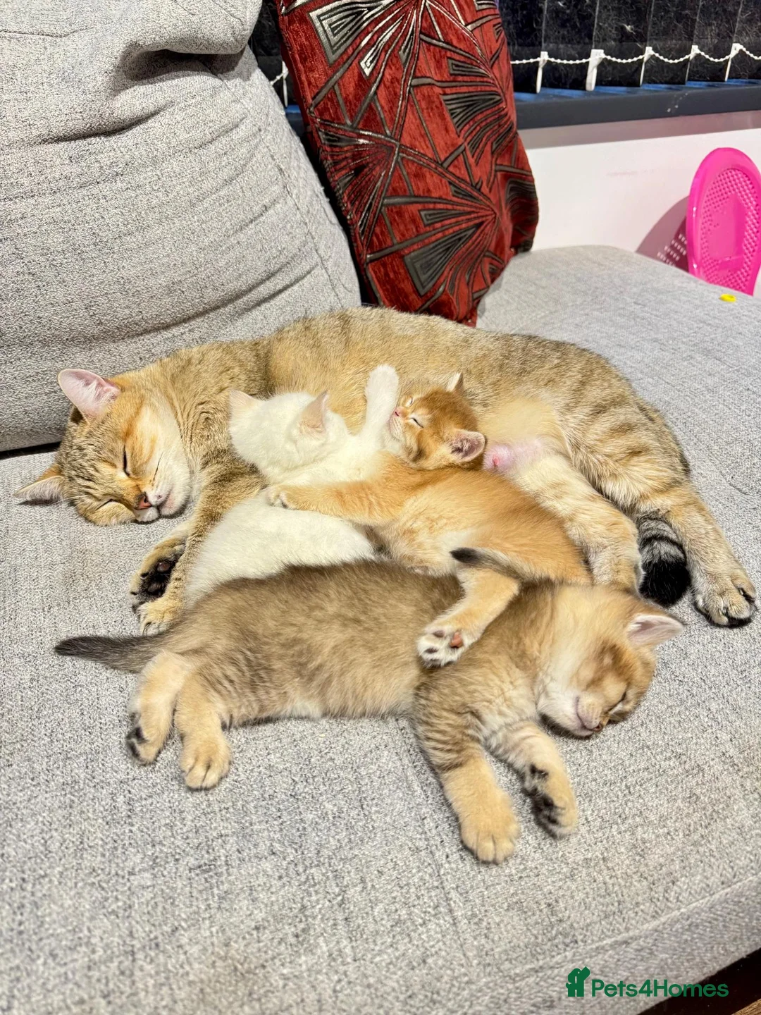 British Shorthair cats for sale: ✨🐾🐱 Premium Golden Silver Shaded BSH 🐱🐾✨ - Advert 1