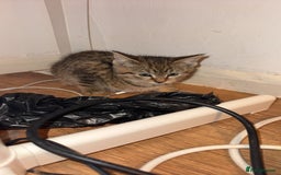 Mixed Breed cats for sale: 2 female beautiful kittens   - Image 3