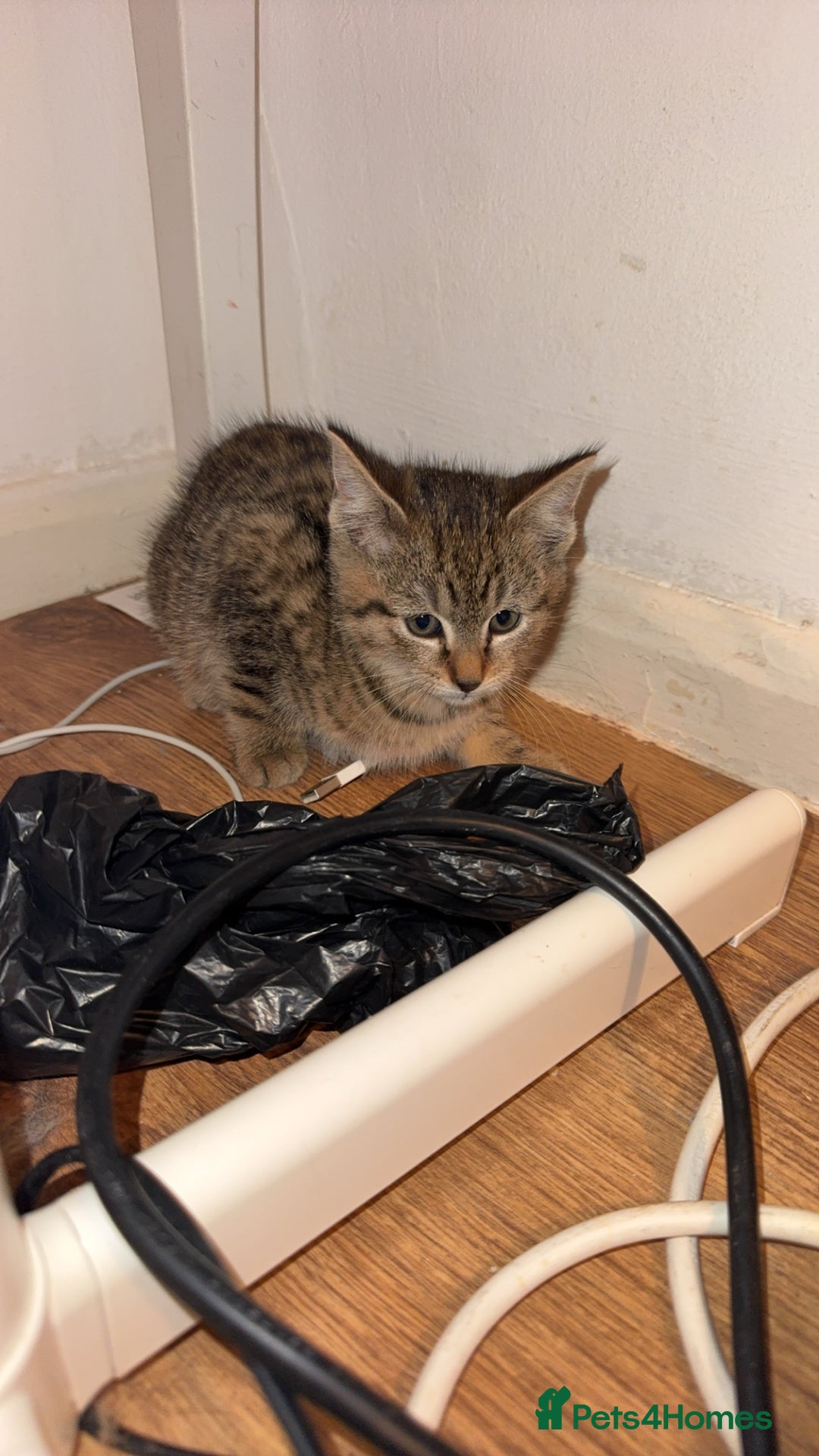 Mixed Breed cats for sale: 2 female beautiful kittens   - Image 3