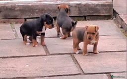 Mixed Breed dogs for sale: Border lakeland jack Russel puppies  - Image 1