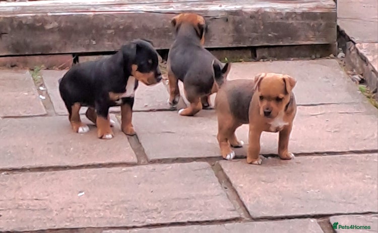 Mixed Breed dogs - Advert 1