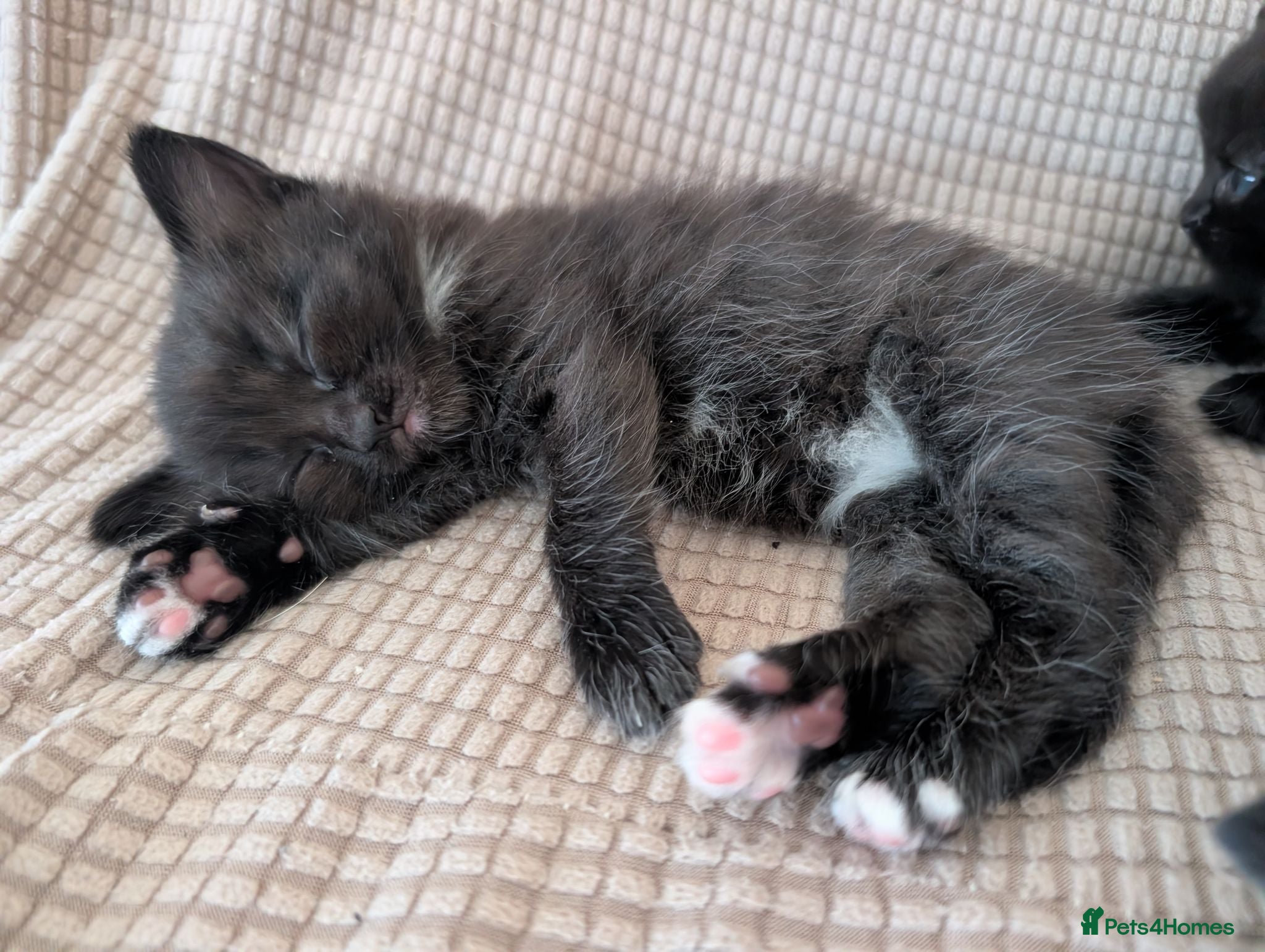 Domestic Shorthair cats Gorgeous, friendly kittens - Advert 13