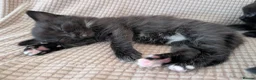 Domestic Shorthair cats for sale: Gorgeous, friendly kittens - Advert 1