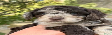 Cockapoo 5