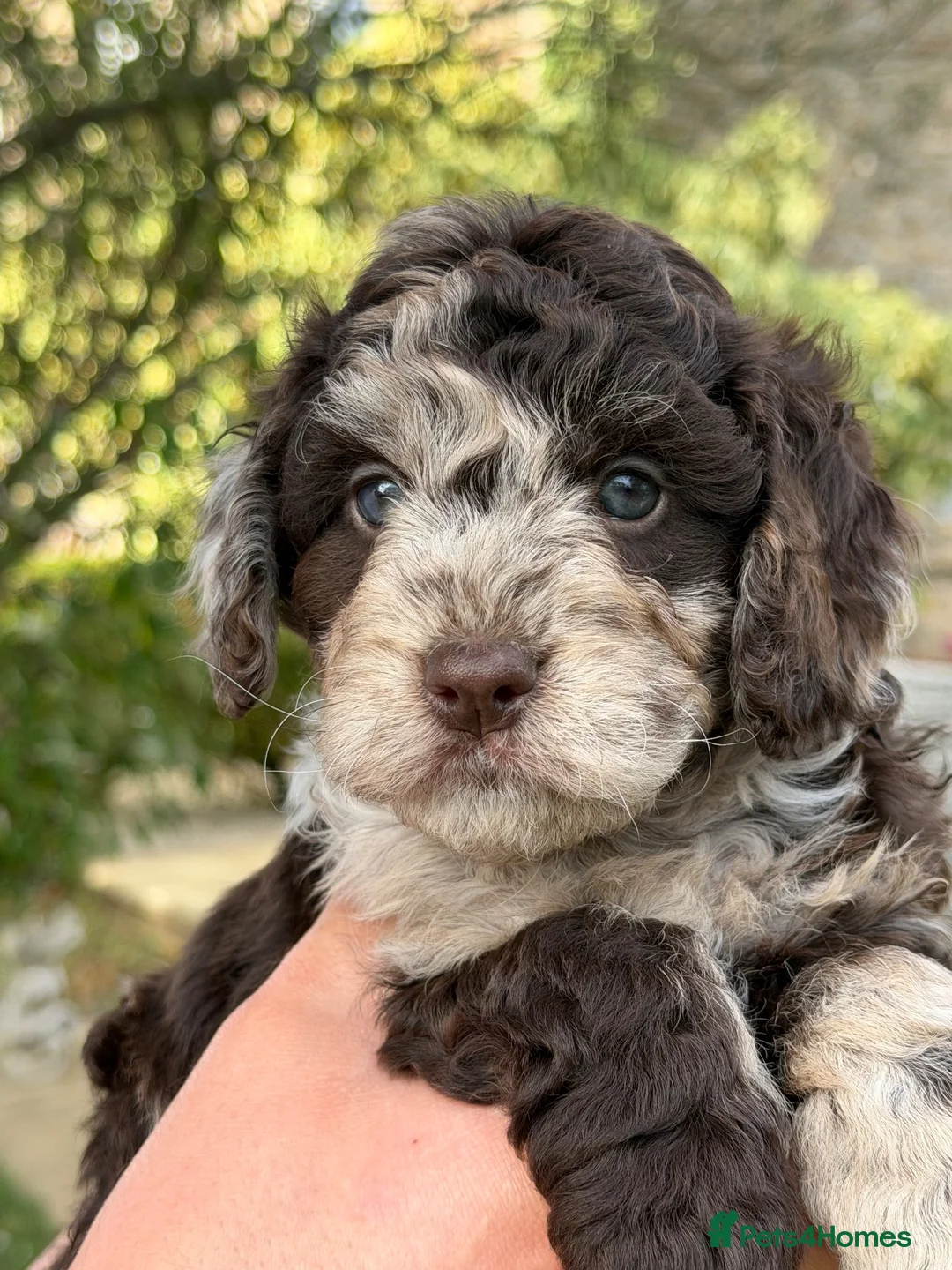 Cockapoo dogs for sale: F1b Cockapoos 5⭐️ Licensed Breeder Full DNA Clear - Advert 31