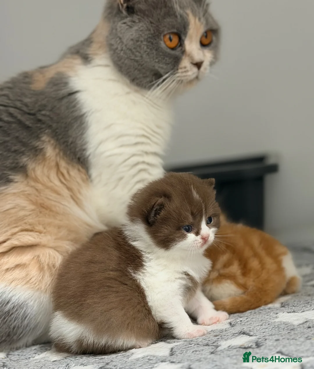 British Shorthair cats for sale: PEDIGREE REGISTERED CHUNKY BRITISH SHORTHAIRS - Advert 16