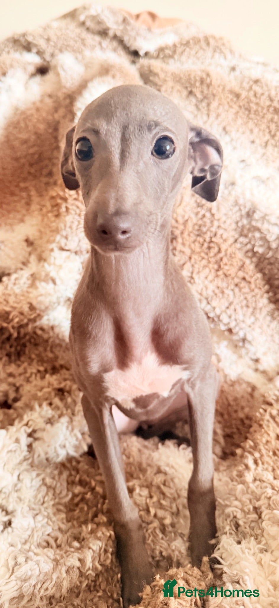 Italian Greyhound dogs Italian Greyhound KC  – Blue Girl & Fawn Boys - Advert 1