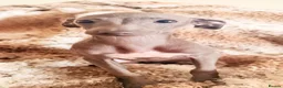 Italian Greyhound dogs for sale: Italian Greyhound KC  – READY NOW! 2 fawns  - Advert 5
