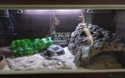 Corn Snake reptiles for sale: Corn snake looking for new home - Image 5