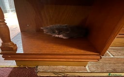 Mixed Breed cats for sale: Very friendly beautiful fluffy kittens  - Image 27