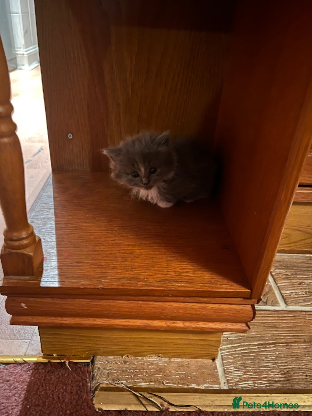 Mixed Breed cats for sale: Very friendly beautiful fluffy kittens  - Image 27