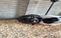 Guinea Pig rodents for sale: Female guinea pigs  - Image 5