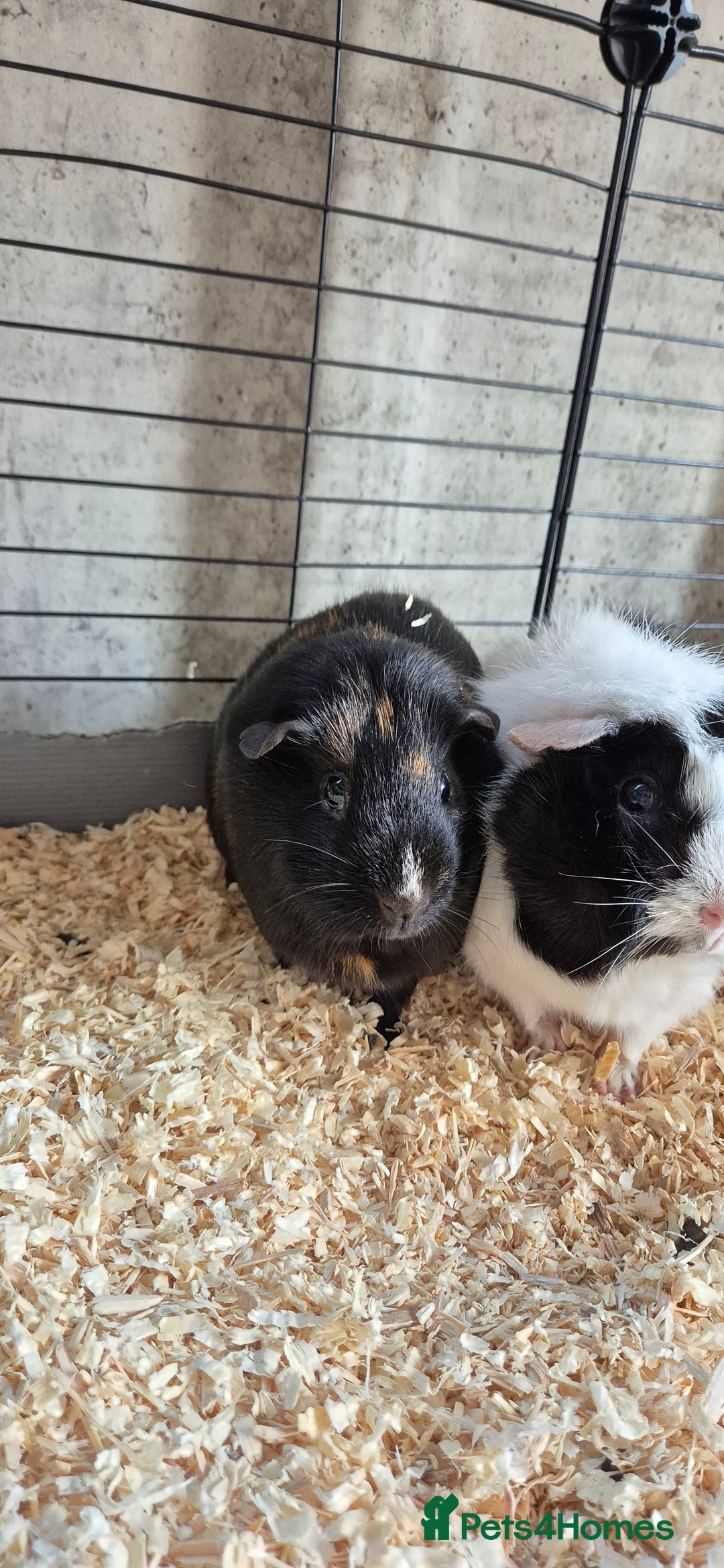 Guinea Pig rodents for sale: Female guinea pigs  - Image 5