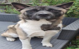 Akita dogs for sale: Male Akita - 1 years old - Image 2