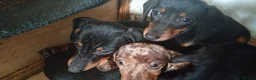 Dachshund dogs for sale: Dachshund puppies in Omagh - Advert 9