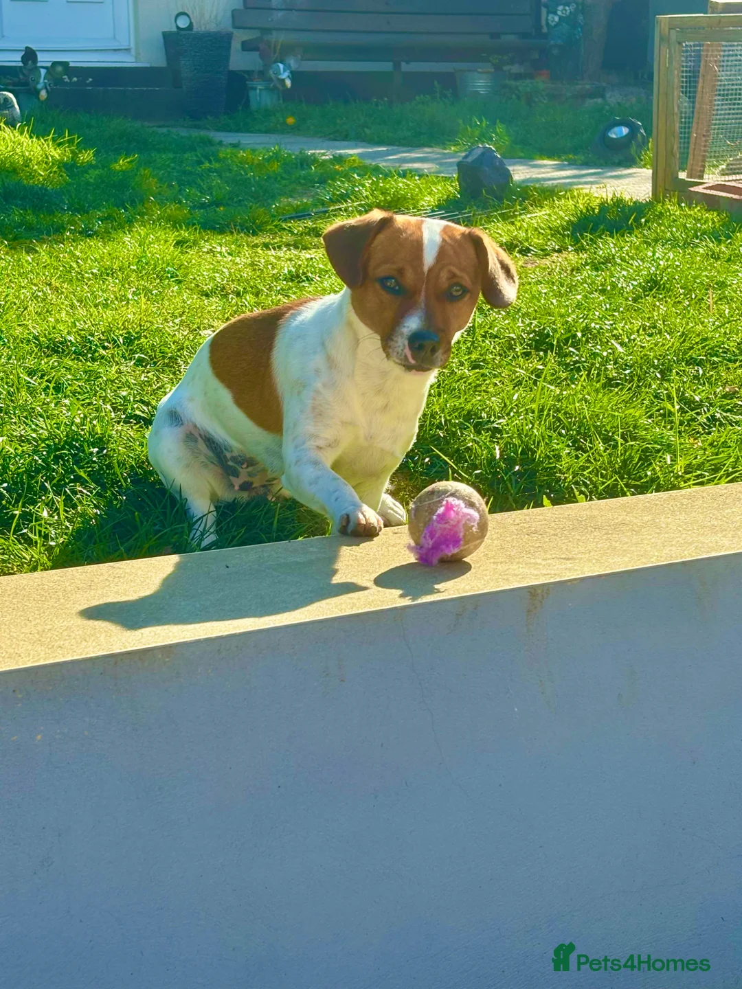 Jack Russell dogs for sale: 10 month old Jack Russell (Coco) in Basildon - Advert 2