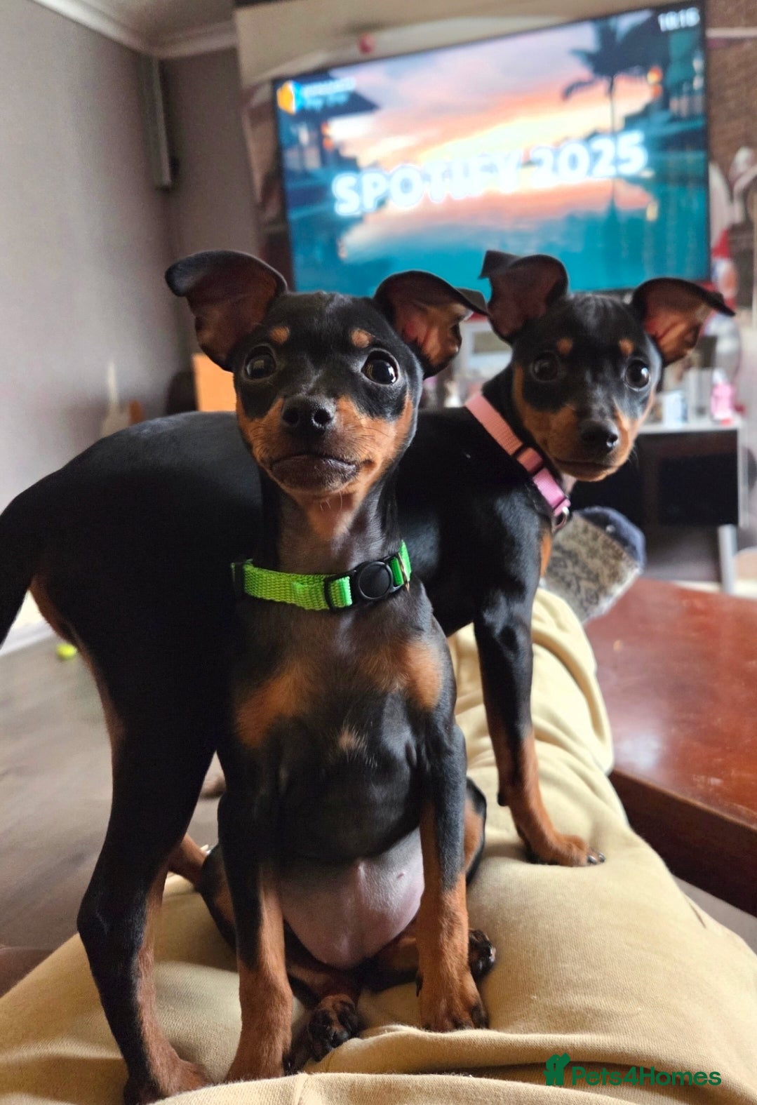 Miniature Pinscher dogs KC Registered 6 Pure Miniature Pinscher litter - Advert 1