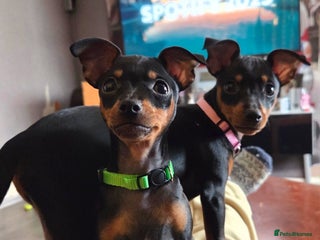 Miniature Pinscher dogs KC Registered 6 Pure Miniature Pinscher litter - Advert 1
