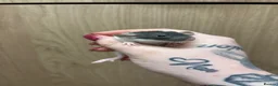 Rat rodents for sale: Gorgeous pedigree dwarf rat pups - Advert 25