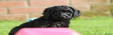 Cockapoo 4