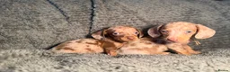 Miniature Dachshund dogs for sale: KC Reg Miniature Dachshunds Dapple Isabella    - Advert 20