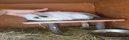 Guinea Pig rodents for sale: 2 beautiful female guinea pigs  - Advert 6