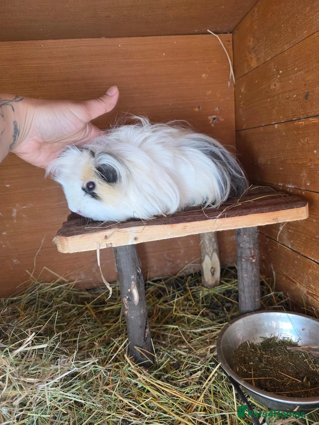 Guinea Pig rodents for sale: 2 beautiful female guinea pigs  - Advert 6