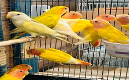Lovebirds birds for sale: Lutino/pied peach face lovebirds for sale  - Image 2