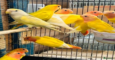 Lovebirds birds - Advert 4