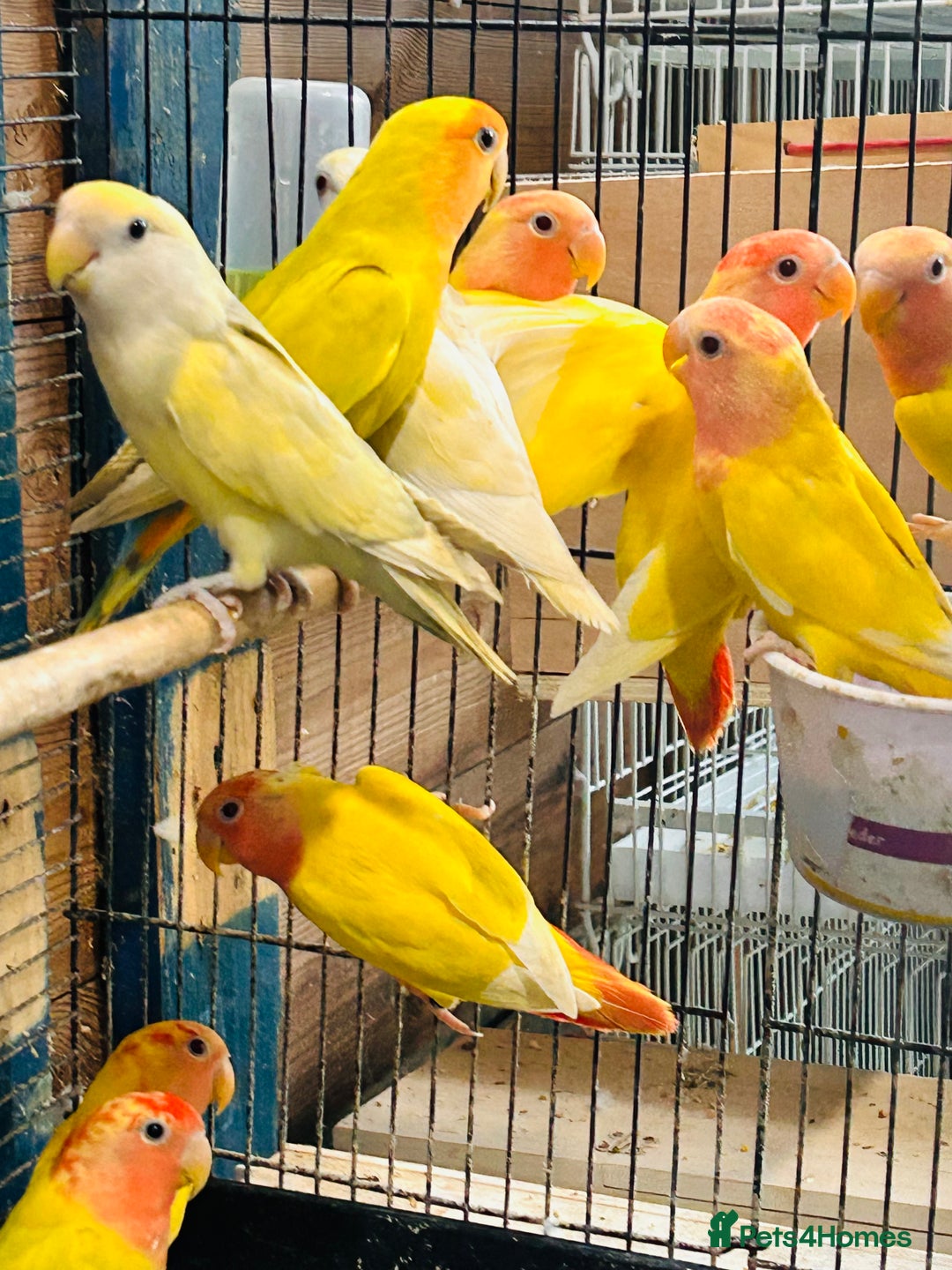 Lovebirds birds for sale: Lutino/pied peach face lovebirds for sale  - Image 2