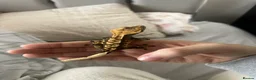 Gecko reptiles for sale: Cappachino crested gecko  - Advert 1