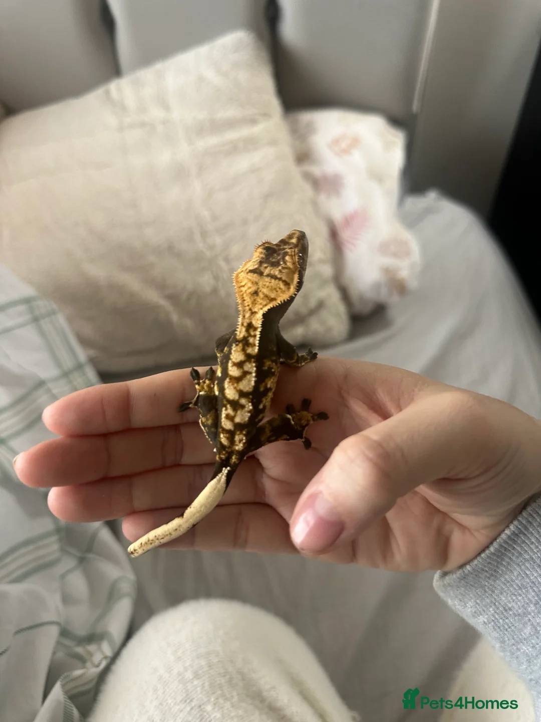 Gecko reptiles for sale: Cappachino crested gecko  - Advert 1