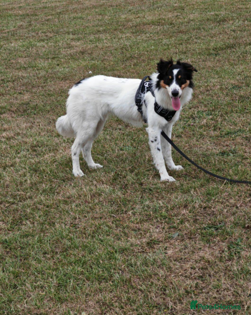 Border Collie dogs 2 year old female border collie - Advert 9