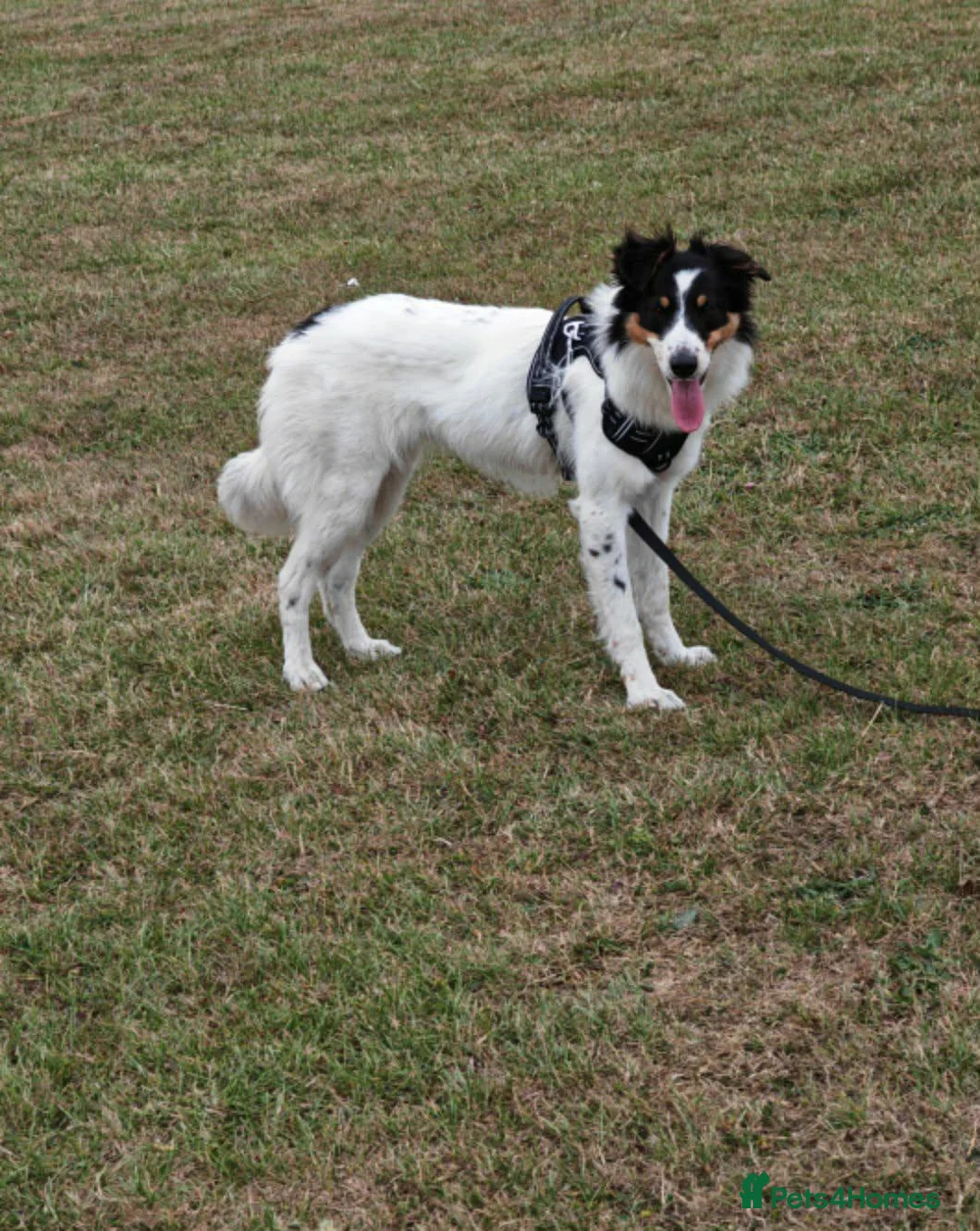 Border Collie dogs for sale: 2 year old female border collie in Durham - Advert 1