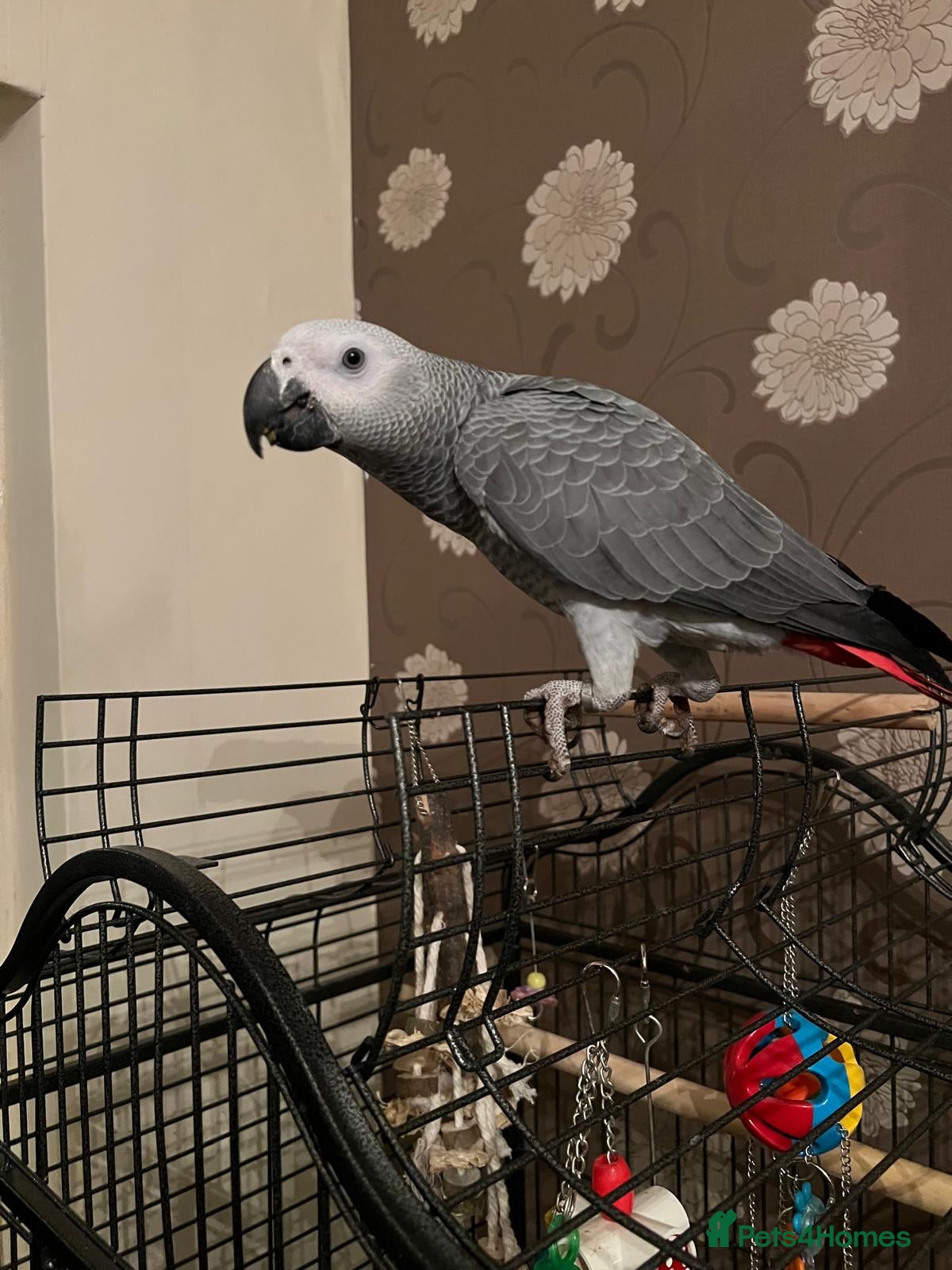 Parrots birds Baby Tame Male African Grey Parrot For Sale  - Advert 1
