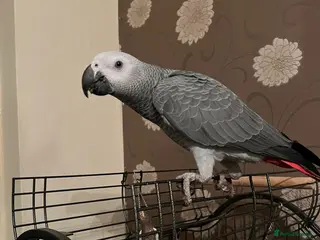 Parrots birds Baby Tame Male African Grey Parrot For Sale - Advert 1