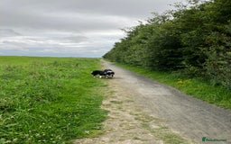 Border Collie dogs for sale: Beautiful Tri-colour border collies - Image 24