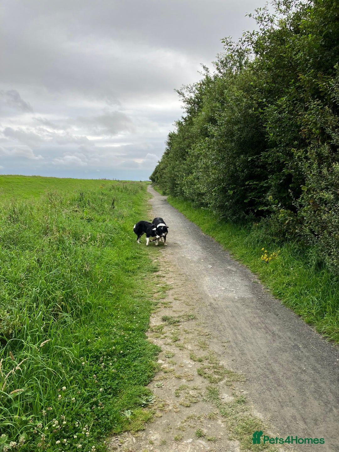 Border Collie dogs for sale: Beautiful Tri-colour border collies - Image 24