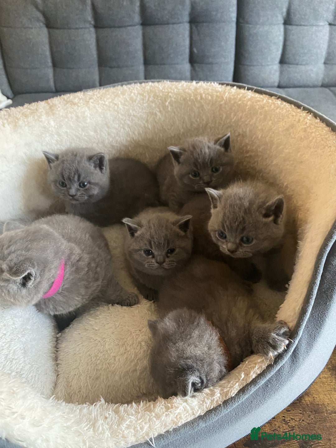 British Shorthair cats for sale: Stunning British Short Hair kitten GCCF/TICA - Image 19