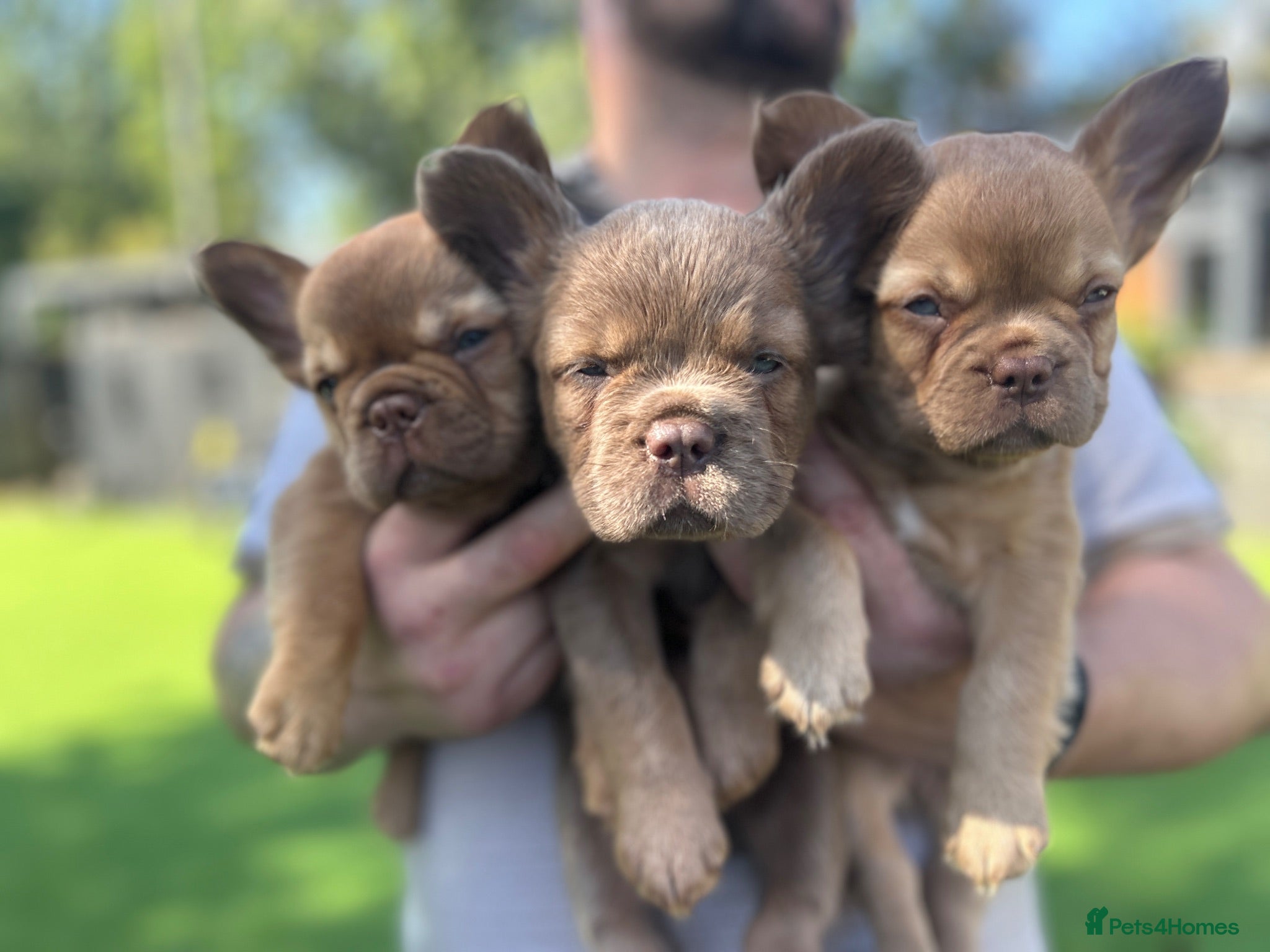 French Bulldog dogs Fluffy Frenchies  - Advert 1